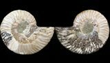 Sliced Fossil Ammonite Pair - Agatized #39583-1